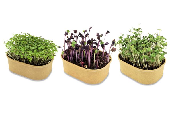 Microgreen Samen Pflanzset
