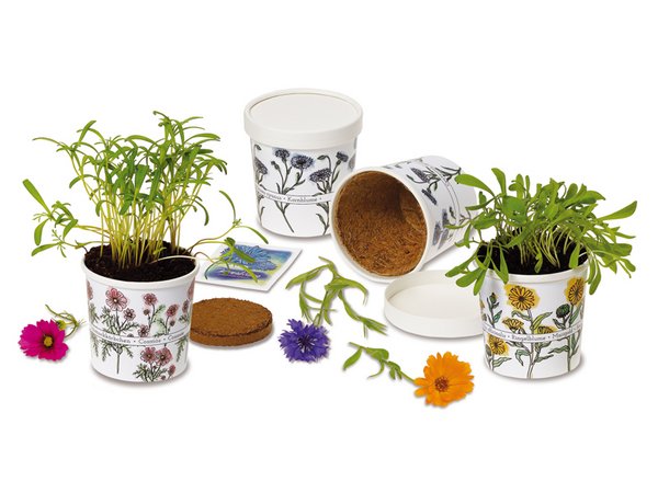 BecherBlümchen - Samenset