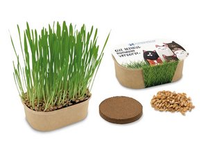 Katzengras Pflanzset