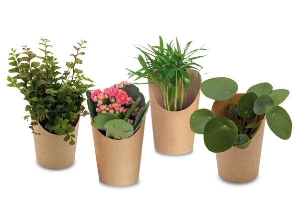 Minis im Cup - diverse Pflanzen