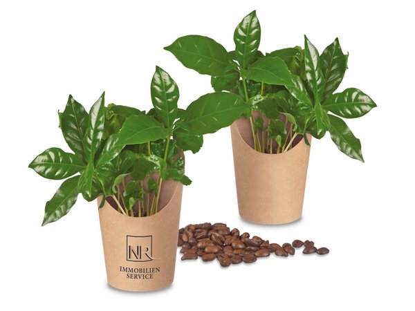 Minis im Cup - Kaffeepflanze